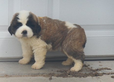 Saint Bernard puppies for sale with pedigree Image eClassifieds4u