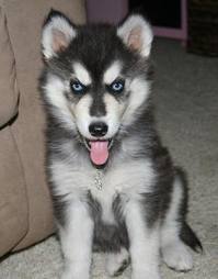 Well Trained Siberian Husky Pups for Adoption (443) 453-5711 Image eClassifieds4u
