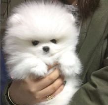 Best White Home Trained Pomeranian Puppy//a.m.andalucys1@gmail.com
