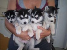 Ckc registered Siberian Husky puppies