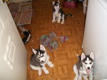 Cute and Adorable Siberian Husky Puppies