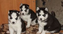 Excellent Siberian Husky Puppies