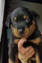 Healthy & Cute Rottweiler Puppies Text Us at (604) 409-0137