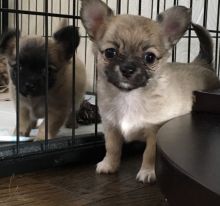 Long Coat Chihuahua Pedigree Puppies Ready for Sale text (251) 237-34