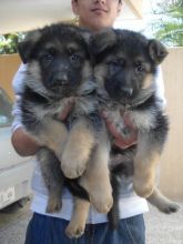 Pedigree German Shepherd Puppies Puppies Ready for Sale text (251) 237-34