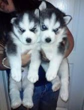 Pure Bred Full Pedigree Siberian Husky Pups