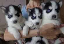 Quality Male and Female Siberian Husky Puppies