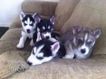 Siberian Husky Puppies Blue Eyes Ready