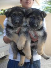 Straight Back Kc Reg German Shepherd Puppies Ready for Sale text (251) 237-34