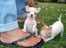 Tea Cup Chihuahua Puppies Kc & Pedigree for Sale text (251) 237-34