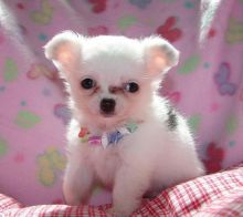 Tea Cup Chihuahua Puppies Kc & Pedigree for Sale text (251) 237-34
