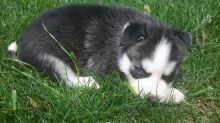 Two Adorable CKC Blue Eyes Siberian Husky Puppies