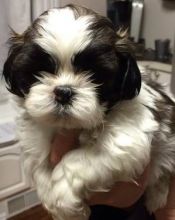 Very healthy & Cute Shih Tzu Puppies Text Us at (604) 409-0137