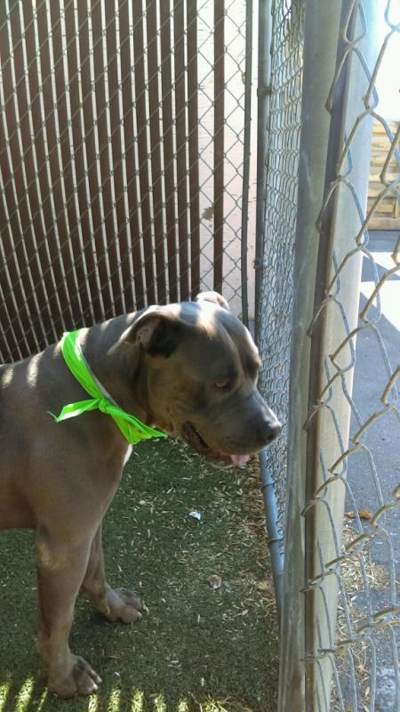 Beautiful Pitbull Boy needs forever home Image eClassifieds4u