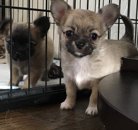 Long Coat Chihuahua Pedigree Puppies Ready for Sale text (251) 237-34 Image eClassifieds4u