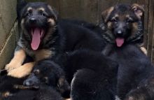 Pedigree German Shepherd Puppies Puppies Ready for Sale text (251) 237-34 Image eClassifieds4u 2