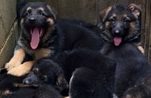 Pedigree German Shepherd Puppies Puppies Ready for Sale text (251) 237-34 Image eClassifieds4u 3