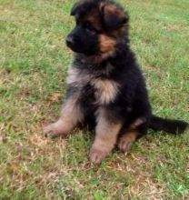 Straight Back Kc Reg German Shepherd Puppies Ready for Sale text (251) 237-34 Image eClassifieds4u 2