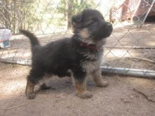 Straight Back Kc Reg German Shepherd Puppies Ready for Sale text (251) 237-34 Image eClassifieds4u 3