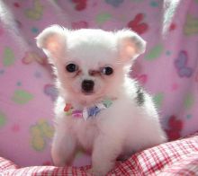 Tea Cup Chihuahua Puppies Kc & Pedigree for Sale text (251) 237-34 Image eClassifieds4u 2