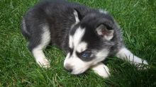 Two Adorable CKC Blue Eyes Siberian Husky Puppies Image eClassifieds4u 2