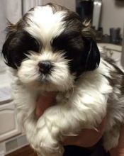 Very healthy & Cute Shih Tzu Puppies Text Us at (604) 409-0137 Image eClassifieds4U