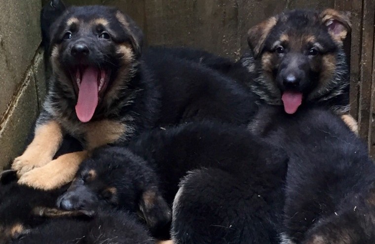 Pedigree German Shepherd Puppies Puppies Ready for Sale text (251) 237-34 Image eClassifieds4u