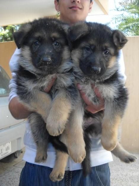 Pedigree German Shepherd Puppies Puppies Ready for Sale text (251) 237-34 Image eClassifieds4u