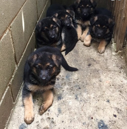 Stunning German Shepherd Puppies Ready for Sale text (251) 237-34 Image eClassifieds4u