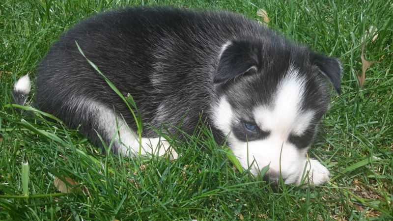 Two Adorable CKC Blue Eyes Siberian Husky Puppies Image eClassifieds4u