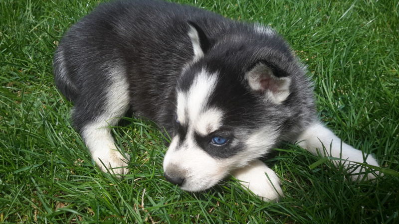 Two Adorable CKC Blue Eyes Siberian Husky Puppies Image eClassifieds4u
