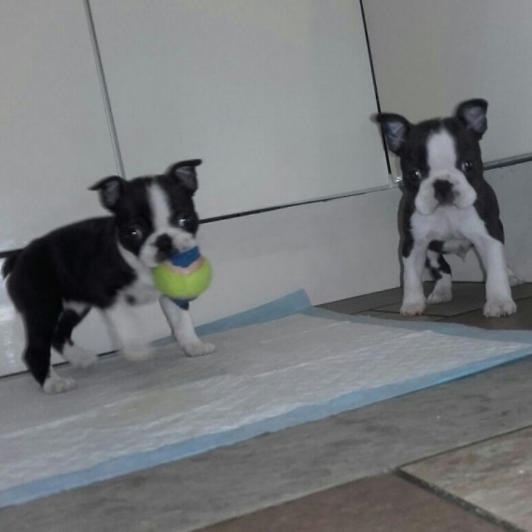 **Reg Black and white Boston Terrier Puppy Is Available** Image eClassifieds4u