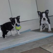 **Reg Black and white Boston Terrier Puppy Is Available**