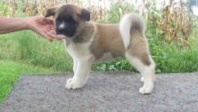 Adorable Akita Puppies