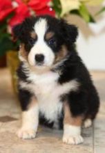 Australian Shepherd puppies