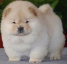 Beautiful Boy AKc Chow Pups Left