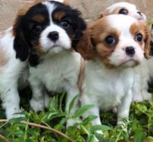 Beautiful Health Tested Cavalier King Charles Pups