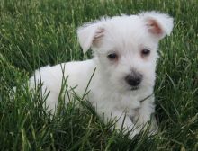 Beautiful litter of Westies now available to approved homes!
