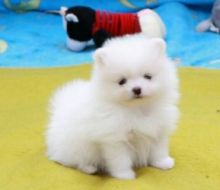 Beautiful Pomeranian Puppies for sale