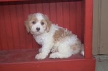 Cavachon Puppies For Sale