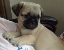 Cleaan Pug Puppies Available