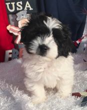 DANNY : is the cutest little Havanese Male Puppy.