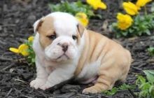 English Bulldog Puppies