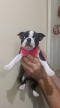 Gorgeous Boston Terrier Puppies For Sale!