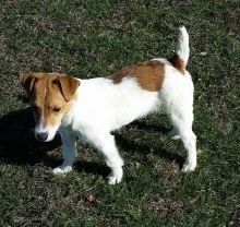 Jack Russell puppies