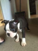 Lovely Boston Terrier is Available!