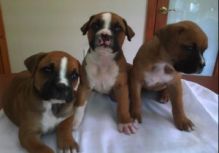 Lovely Boxer Puppies Ready to go How with you