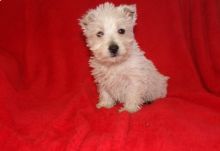Madison is a sweetheart! She loves to cuddle and be snuggled in your lap