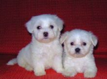 Maltese puppies