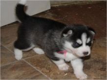 One male and two female Siberian Husky puppies